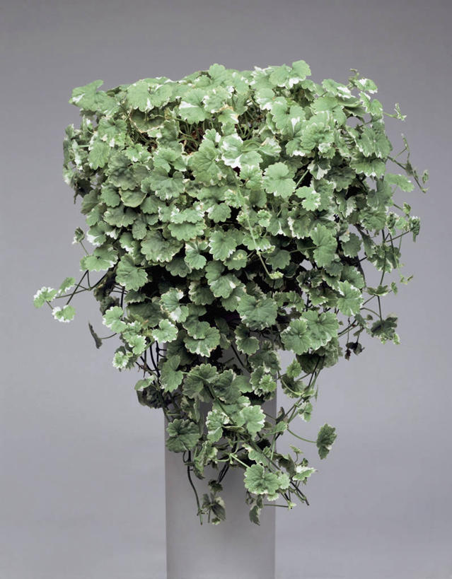 无人,竖图,室内,特写,植物,花瓶,叶子,常春藤,一个,绿色,摄影,生长,单个,彩图,影棚拍摄