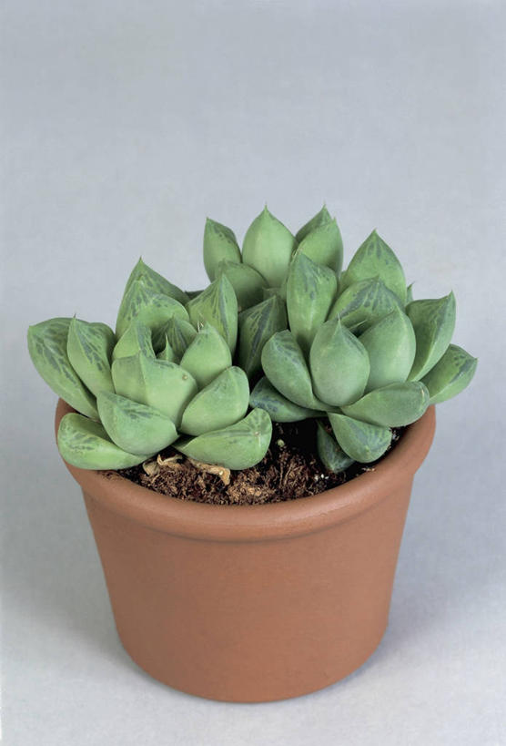 无人,竖图,室内,特写,植物,叶子,绿色,摄影,生长,生物学,彩图,影棚拍摄,百合科