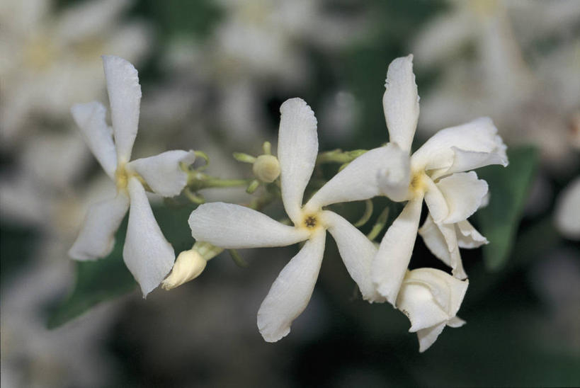 无人,横图,俯视,室外,特写,白天,美景,桂花,景观,花蕾,茉莉,白色,自然,景色,摄影,生长,草本,自然风光,香叶,丹桂,木樨,木犀,彩图,高角度拍摄