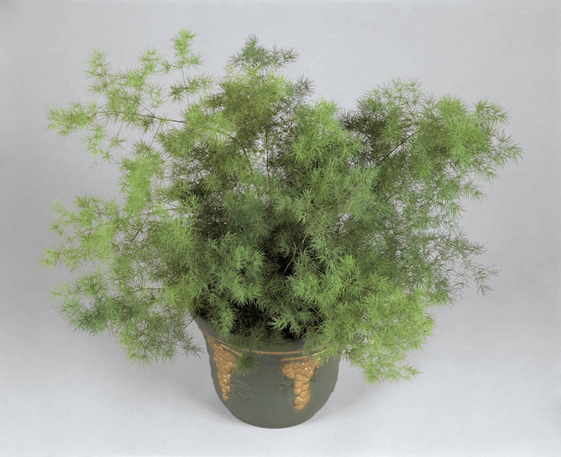 无人,横图,室内,特写,植物,叶子,一个,自然,摄影,生长,单个,蕨类,彩图,影棚拍摄,百合科