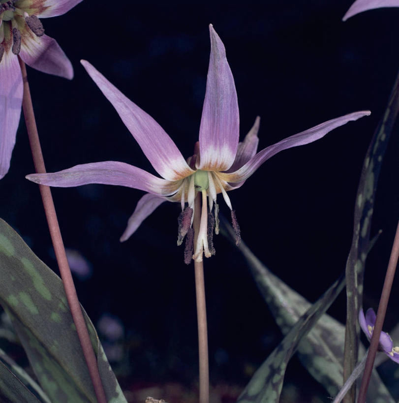 无人,方图,室外,特写,白天,植物,茎,花瓣,紫色,自然,摄影,生长,雄蕊,彩图,百合科