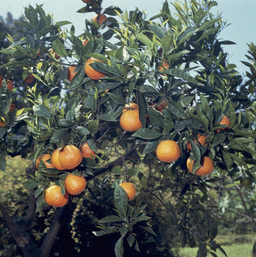 无人,方图,室外,特写,白天,农业,水果,叶子,食品,枝,树,天空,自然,橙色,摄影,生长,芸香科,清新,柑橘属,彩图,苦橙