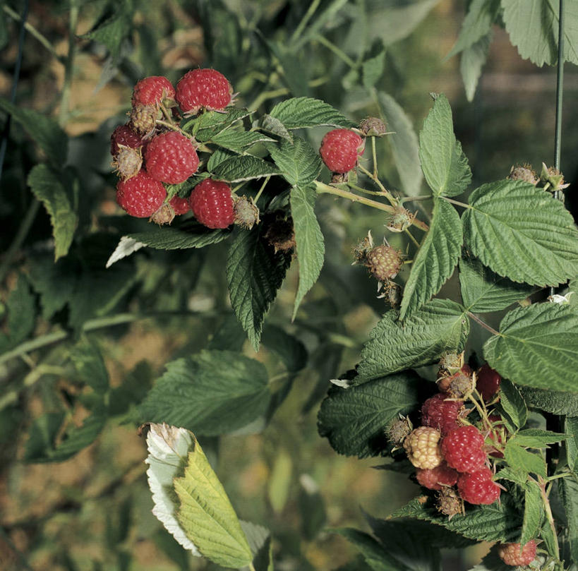 无人,方图,室外,特写,白天,浆果,水果,叶子,枝,树,自然,覆盆子,摄影,清新,彩图