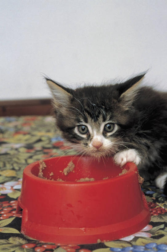 无人,竖图,室内,特写,哺乳动物,宠物,猫,野生动物,小猫,动物,家畜,摄影,生物学,猫科动物,饥饿,健康食物,喂养,猫食,彩图,宠物食品,动物行为,动物学,饿