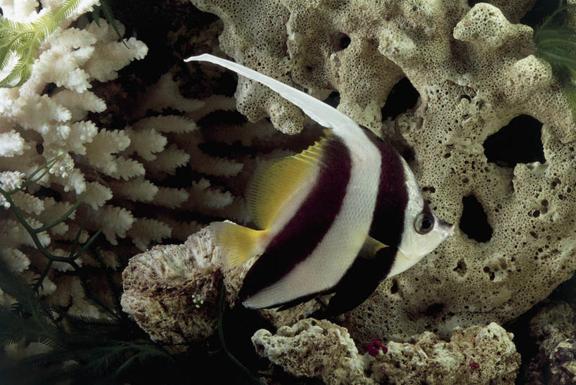 游泳,无人,横图,室内,特写,水下,水,热带鱼,野生动物,珊瑚,水族馆,自然,摄影,生物学,彩图