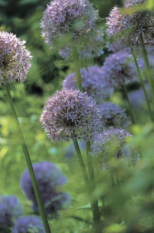 无人,竖图,室外,特写,白天,英国,欧洲,茎,英格兰,自然,摄影,生长,脆弱,格洛斯特郡,彩图,洋葱花,对焦,百合科