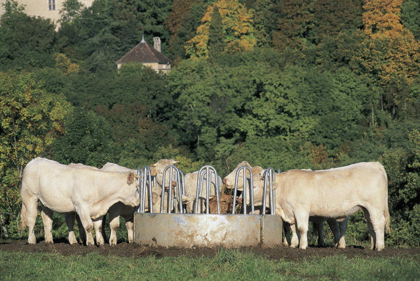 无人,农场,站,横图,室外,白天,农业,美景,哺乳动物,宠物,牛,野生动物,法国,欧洲,景观,乡村,草,树,自然,动物,家畜,景色,摄影,井,牲畜,地中海文化,自然风光,母牛,科多尔省,布根地,彩图