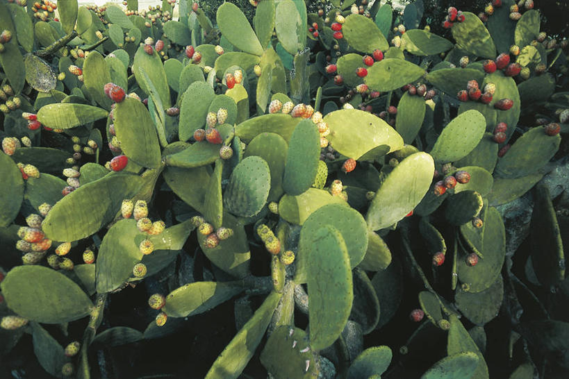 无人,横图,俯视,室外,白天,仙人球,仙人掌,水果,西班牙,丰富,田地,食品,饮食,绿色,摄影,气候,伊比利亚半岛,马略卡,彩图,高角度拍摄,肉质植物