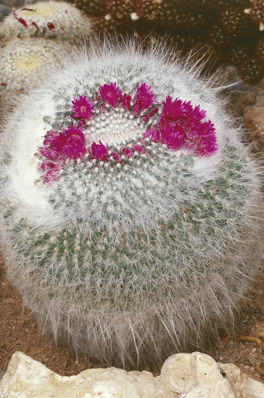 无人,竖图,室外,白天,仙人掌,花,粉色,自然,球体,摄影,环境,三维图形,彩图,肉质植物