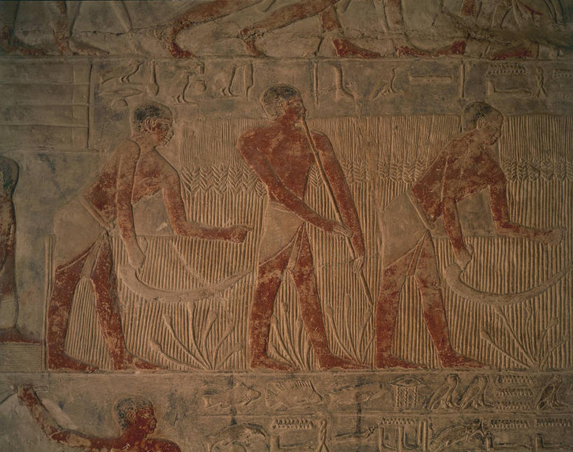 无人,三个人,农民,站,蹲,横图,室内,合作,团队,农业,小麦,机器,建筑,雕塑,埃及,开罗,联合国,首都,裸露,职业,机械,摄影,收获,坟墓,中东,作画,裸,镰刀,北非,中东文化,萨卡拉,埃及文化,古埃及文明,古代文明,彩图,浅浮雕,联合国教科文组织,农业机械