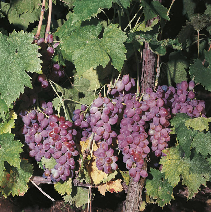 无人,果园,竖图,方图,室外,白天,葡萄,水果,科学,食品,果树,自然,藤蔓,摄影,生长,环境,生物学,藤蔓植物,落叶树,彩图,红葡萄