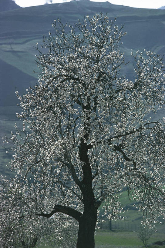无人,竖图,室外,白天,美景,植物,樱花,科学,景观,果树,樱桃树,花,花朵,树,树木,绿色,自然,春天,景色,摄影,生长,成长,环境,生物学,自然风光,落叶树,杏树,彩图