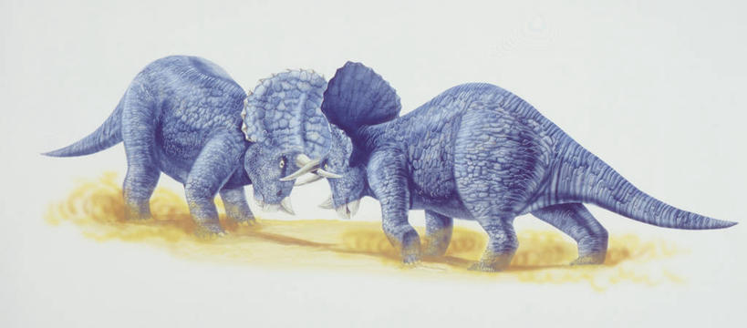 无人,横图,全景,插画,白色背景,数码,科技,野生动物,对抗,阴影,冲突,网络,高光,几何,计算机图形,合成,图画,历史,画,白色,动物,两只,面对面,击打,恐龙,电脑合成图,数码合成图,暴力,合成图,打斗,进攻,漫画,写实,具体,具象,三角龙,古代史,地质学,史前时代,彩图,中生代,过去,古生物学
