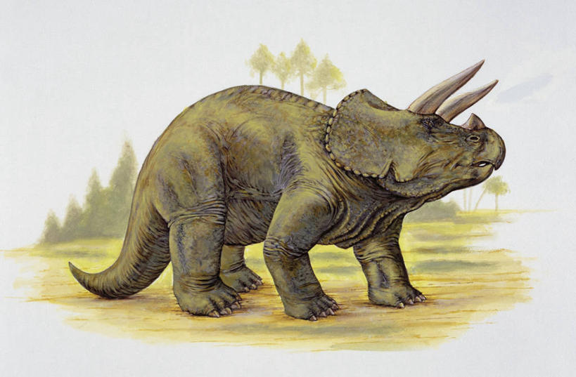 无人,站,横图,插画,室外,白天,数码,科技,野生动物,阴影,网络,高光,几何,计算机图形,合成,图画,历史,画,动物,恐龙,电脑合成图,数码合成图,合成图,漫画,写实,具体,具象,三角龙,古代史,地质学,史前时代,彩图,中生代,过去,古生物学