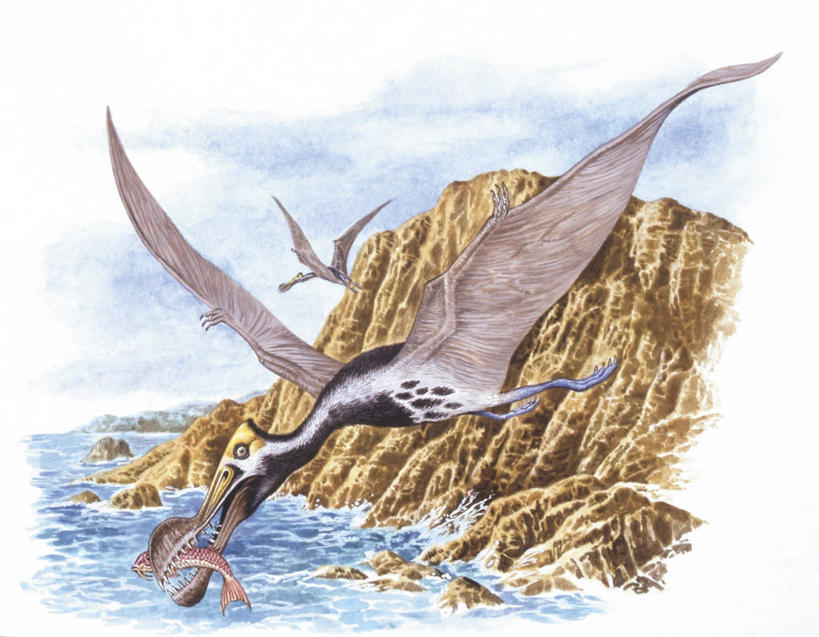 无人,横图,插画,室外,白天,侧面,数码,科技,海洋,水,野生动物,阴影,网络,翅膀,爬行动物,捕食,海岸线,悬崖,高光,几何,计算机图形,合成,图画,历史,飞,鱼类,画,自然,动物,两只,恐龙,环境,电脑合成图,数码合成图,接,合成图,脊椎动物,漫画,喙,写实,具体,具象,灭尽,灭绝,史前动物,古代史,地质学,翼龙,史前时代,自然地理,岩石,彩图,白垩系,过去,古生物学