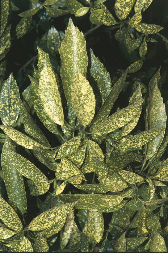 无人,竖图,室外,特写,白天,美景,植物,叶子,科学,景观,自然,景色,摄影,灌木,环境,生物学,自然风光,山茱萸,彩图,日本桃叶珊瑚