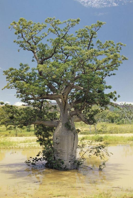 无人,竖图,室外,白天,美景,水,澳大利亚,科学,池塘,景观,树,一个,风景,自然,景色,摄影,单个,宁静,沼泽,生物学,自然风光,澳大拉西亚,猴面包树,潘塔纳尔湿地,死水,彩图