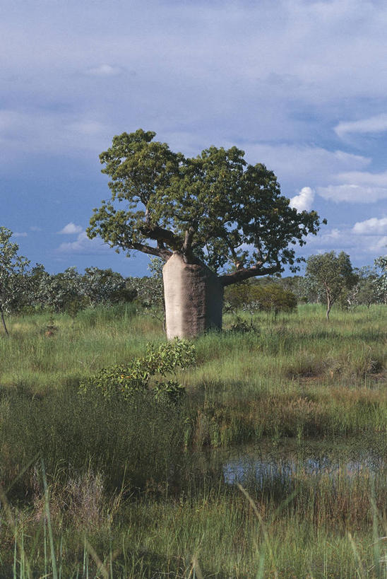 无人,竖图,室外,白天,旅游,度假,美景,澳大利亚,科学,池塘,地形,景观,娱乐,树,一个,风景,自然,享受,休闲,景色,放松,摄影,单个,宁静,沼泽,生物学,自然风光,澳大拉西亚,猴面包树,潘塔纳尔湿地,彩图