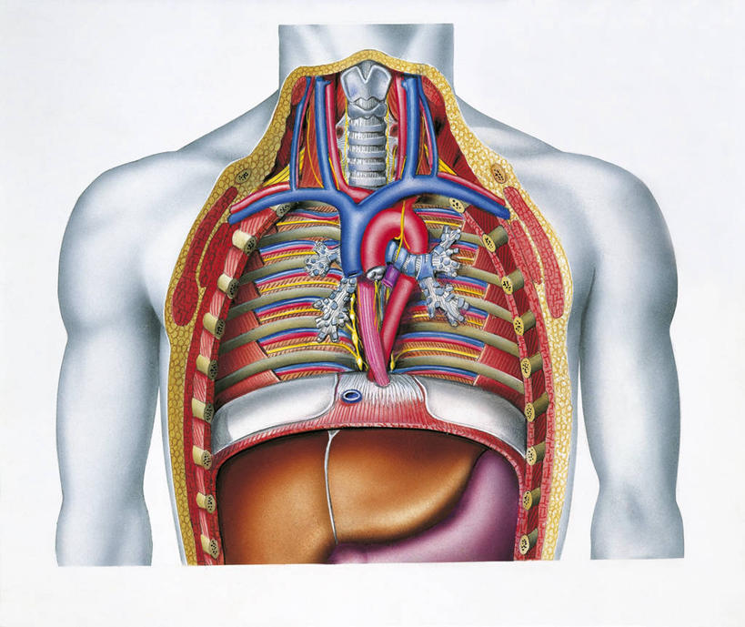 内脏,肺,动脉,静脉,骨骼,无人,横图,插画,白色背景,正面,数码,科技,阴影,科学,网络,医学,高光,几何,计算机图形,合成,图画,画,白色,躯干,人体,电脑合成图,数码合成图,生物学,人体器官,胸腔,器官,合成图,漫画,支气管,写实,具体,具象,支气管树,颈动脉,主动脉,降主动脉,腋动脉,腋静脉,头臂静脉,人体结构,自然科学,博物学,生物科学,肺部,肺脏,胸部,彩图