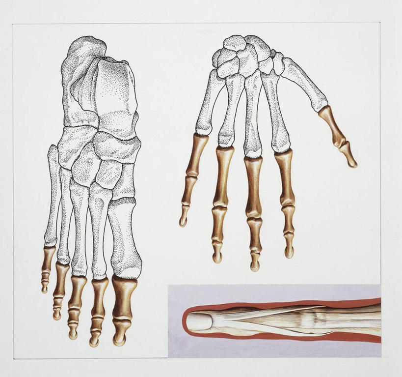 腿部,脚,脚趾,脚趾甲,骨骼,腿,无人,横图,方图,俯视,插画,白色背景,数码,科技,阴影,科学,网络,高光,几何,计算机图形,合成,图画,画,三个,白色,手指,人体,电脑合成图,数码合成图,生物学,合成图,漫画,足,写实,具体,具象,指骨,趾骨,四肢,人体结构,手臂,脚指甲,彩图,高角度拍摄