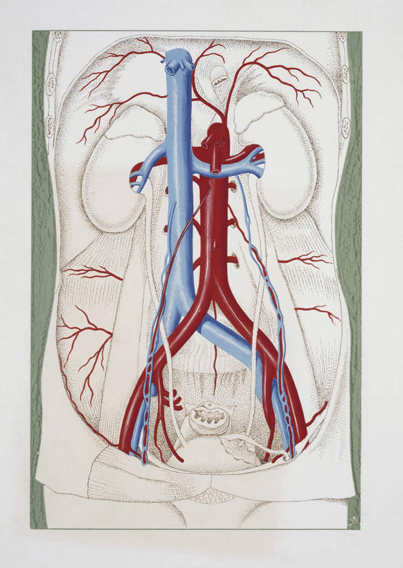 合成图,漫画,写实,具体,具象,腹主动脉,主动脉,腔静脉,人体结构,582