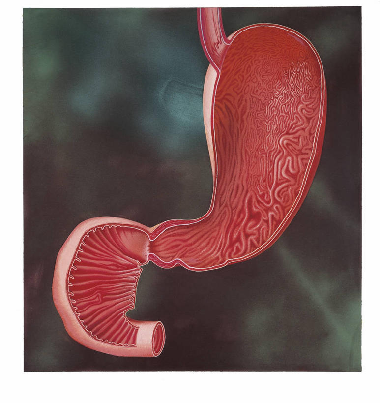 动脉,血管,无人,竖图,方图,插画,白色背景,数码,科技,阴影,科学,网络,高光,几何,计算机图形,合成,图画,画,白色,人体,电脑合成图,数码合成图,生物学,心血管系统,合成图,漫画,写实,具体,具象,人体结构,彩图