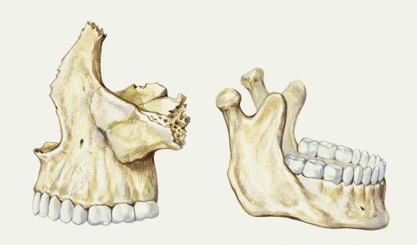 嘴,牙齿,骨骼,无人,横图,插画,特写,白色背景,数码,科技,阴影,网络,骨头,高光,几何,计算机图形,合成,图画,画,两个,白色,人体,部分,电脑合成图,数码合成图,生物学,合成图,漫画,写实,具体,具象,颌骨,人体结构,齿,口,口腔,牙,牙龈,嘴巴,嘴唇,彩图
