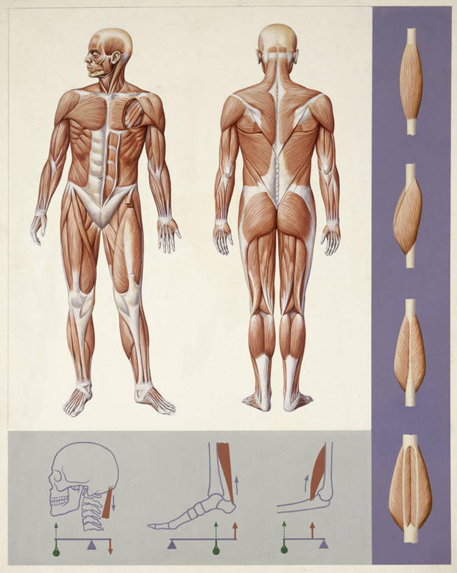肌肉,健壮,无人,站,竖图,正面,背面,健康,活力,力量,人体,摄影,青春,生物学,强壮,人体结构,彩图