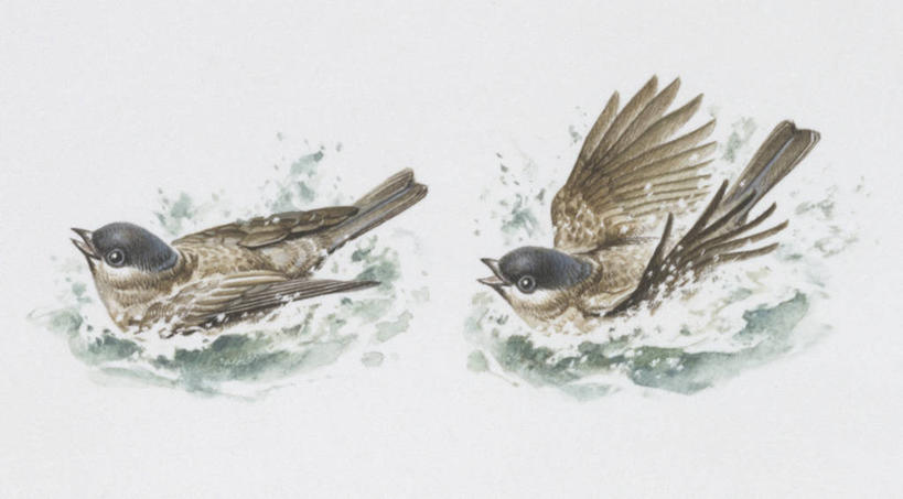 无人,横图,插画,室外,白色背景,数码,科技,野生动物,阴影,溅,科学,网络,鸟类,山雀,高光,几何,计算机图形,合成,图画,画,白色,自然,动物,两只,栖息,环境,电脑合成图,数码合成图,生物学,合成图,漫画,写实,具体,具象,彩图,动物学,沼泽山雀