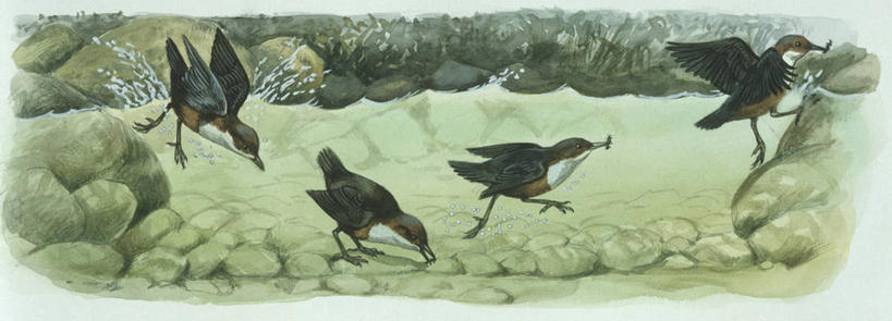 跳水,无人,横图,全景,插画,室外,白天,数码,科技,水下,湖,河流,水,野生动物,阴影,竹制,科学,网络,鸟类,捕食,昆虫,竹筒,流水,河床,高光,几何,计算机图形,合成,图画,画,自然,动物,容器,潜水,栖息,储藏,环境,电脑合成图,数码合成图,接,生物学,竹制品,合成图,储存,节肢动物,漫画,写实,具体,具象,喂养,彩图,贮存,动物学