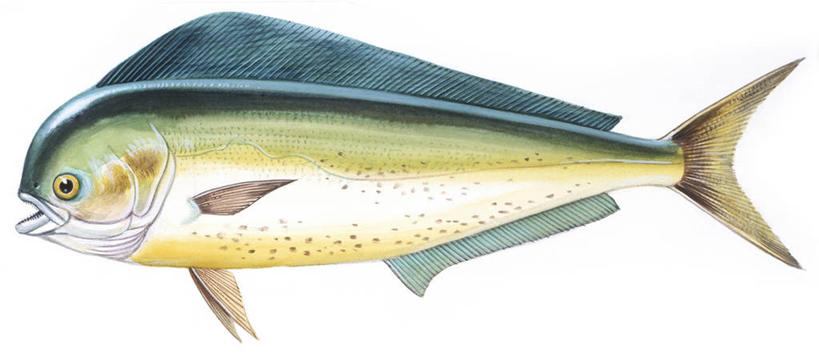 无人,横图,全景,插画,白色背景,侧面,数码,科技,野生动物,阴影,科学,网络,高光,几何,计算机图形,合成,图画,鱼类,画,白色,自然,动物,环境,电脑合成图,数码合成图,生物学,合成图,漫画,写实,具体,具象,彩图,海豚鱼,动物学