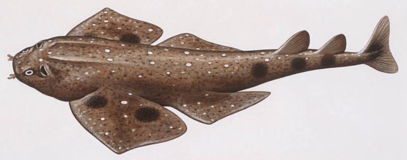 无人,横图,全景,插画,白色背景,侧面,数码,科技,鲨鱼,阴影,科学,网络,高光,几何,计算机图形,合成,图画,鱼类,画,白色,自然,动物,环境,电脑合成图,数码合成图,生物学,鳍,合成图,漫画,写实,具体,具象,背鳍,彩图,动物学,软骨鱼纲