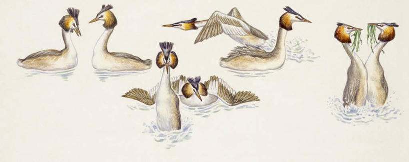 游泳,无人,横图,全景,插画,室外,白色背景,数码,科技,野生动物,阴影,科学,网络,高光,几何,计算机图形,合成,图画,画,白色,自然,环境,水禽,电脑合成图,数码合成图,生物学,合成图,漫画,写实,具体,具象,鸊鷉,彩图,动物学