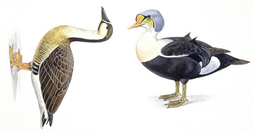 无人,横图,全景,插画,白色背景,数码,科技,野生动物,阴影,科学,网络,鸟类,高光,几何,计算机图形,合成,图画,画,白色,自然,动物,两只,环境,电脑合成图,数码合成图,生物学,合成图,漫画,写实,具体,具象,王绒鸭,绒鸭,彩图,动物学