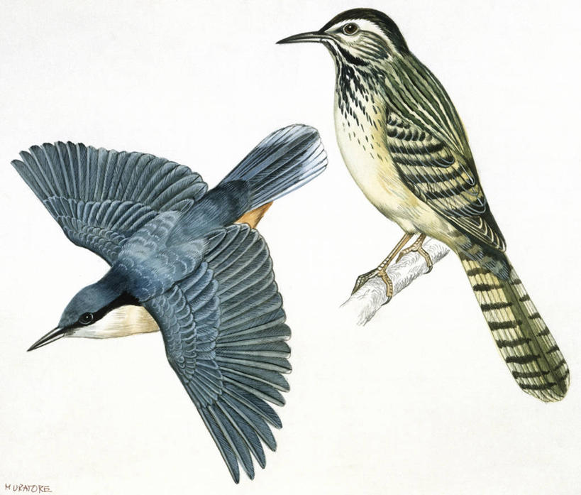 无人,横图,插画,白色背景,数码,科技,野生动物,阴影,科学,网络,鸟类,高光,几何,计算机图形,合成,图画,飞,画,白色,自然,动物,两只,栖息,环境,电脑合成图,数码合成图,生物学,合成图,漫画,写实,具体,具象,鹪鹩,彩图,动物学