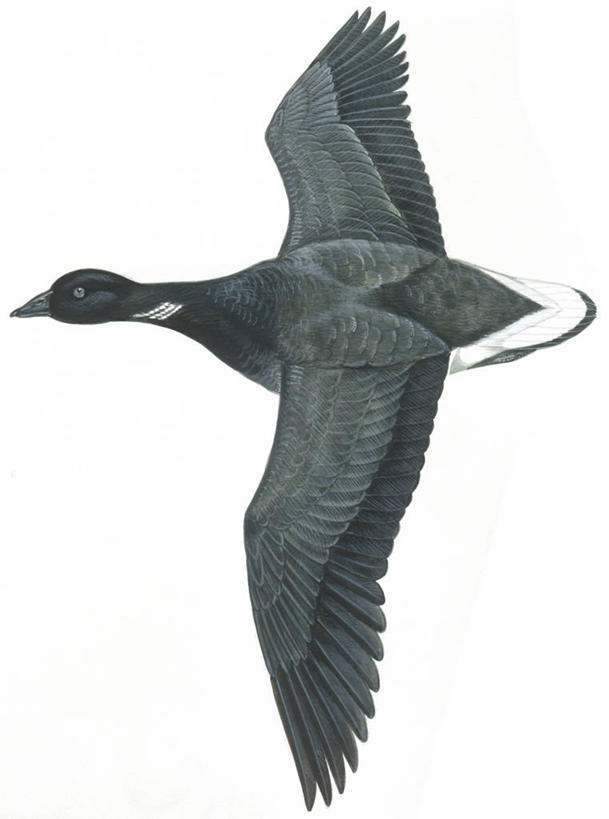 无人,竖图,插画,白色背景,侧面,数码,科技,鹅,野生动物,阴影,科学,网络,翅膀,鸟类,高光,几何,计算机图形,合成,图画,飞,画,白色,自然,动物,环境,电脑合成图,数码合成图,生物学,合成图,漫画,黑雁,写实,具体,具象,彩图,动物学