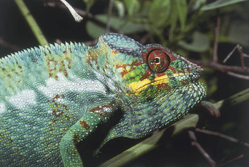 无人,横图,室外,特写,白天,变色龙,野生动物,蜥蜴,马达加斯加,科学,自然,动物,摄影,环境,生物学,东非,彩图,动物学
