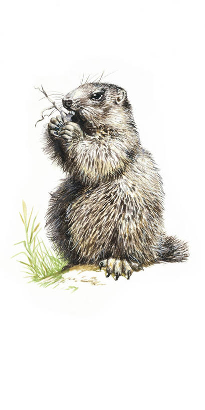 无人,坐,吃,竖图,插画,室外,白天,白色背景,数码,科技,哺乳动物,野生动物,阴影,科学,网络,高光,几何,计算机图形,合成,图画,画,白色,自然,动物,可爱,活泼,环境,电脑合成图,数码合成图,生物学,合成图,土拨鼠,漫画,旱獭,写实,具体,具象,天竺鼠,彩图,动物学