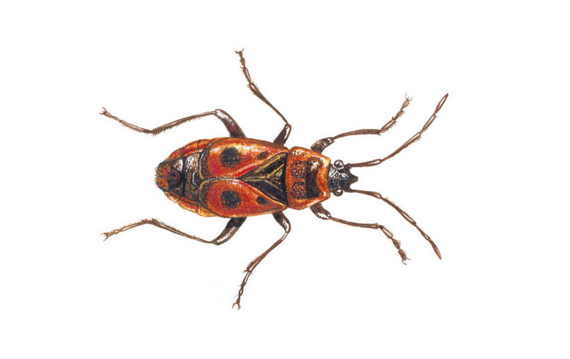 无人,横图,俯视,插画,白色背景,数码,科技,野生动物,阴影,科学,网络,昆虫,高光,几何,计算机图形,合成,图画,画,白色,自然,动物,环境,电脑合成图,数码合成图,生物学,合成图,节肢动物,漫画,写实,具体,具象,彩图,高角度拍摄,动物学,半翅目