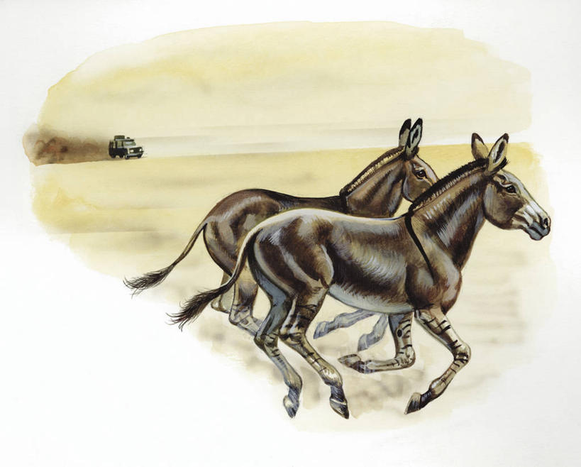 无人,跑,横图,插画,室外,白天,白色背景,侧面,度假,数码,科技,卡车,汽车,哺乳动物,貘,野生动物,阴影,科学,网络,地平线,辽阔,地面,高光,几何,计算机图形,合成,图画,画,白色,自然,动物,两只,广阔,一望无际,环境,电脑合成图,数码合成图,生物学,合成图,延伸,驴,漫画,四驱车,天地相交,写实,具体,具象,无边无际,一马平川,非洲野驴,彩图,动物学