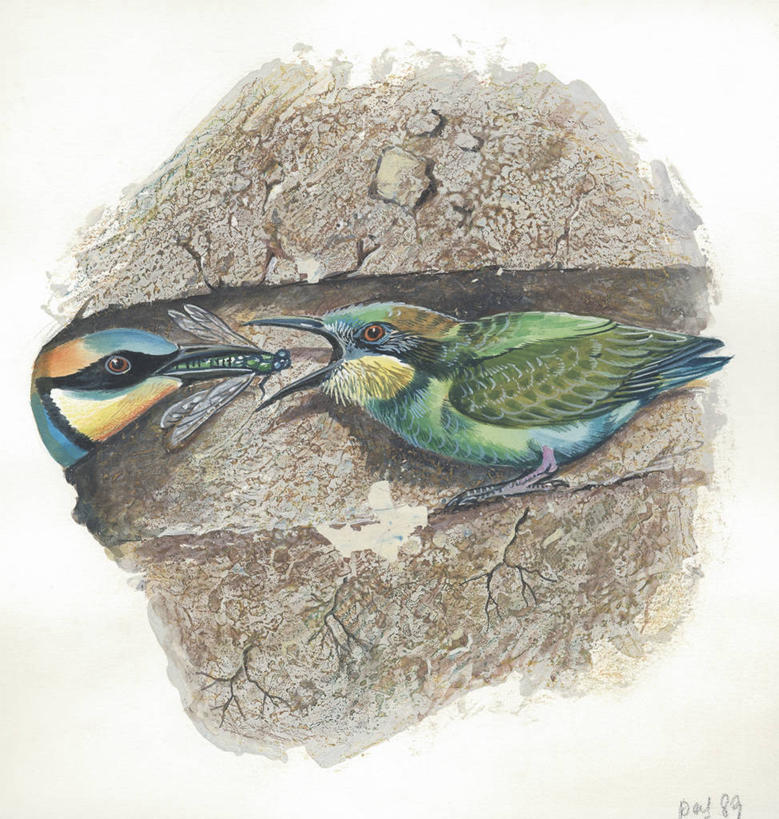 无人,横图,竖图,插画,室外,白天,白色背景,侧面,数码,科技,野生动物,阴影,科学,隧道,网络,鸟类,蜻蜓,昆虫,鸟巢,高光,几何,计算机图形,合成,图画,画,白色,自然,动物,两只,环境,电脑合成图,数码合成图,生物学,合成图,横截面,漫画,益虫,写实,具体,具象,喂养,食蜂鸟,黄喉蜂虎,彩图,动物学