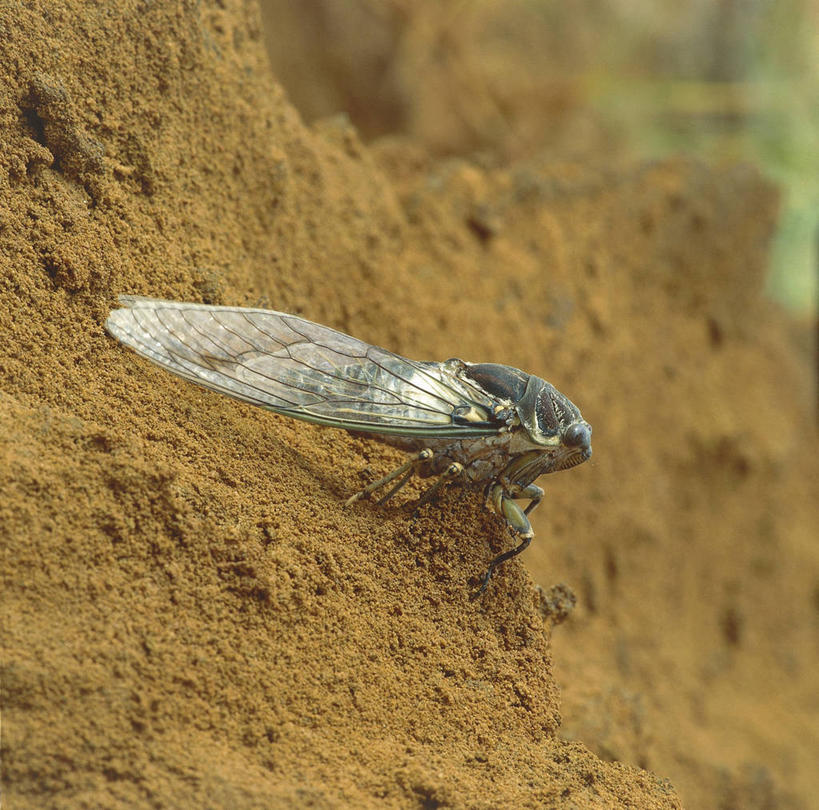 无人,横图,方图,室外,特写,白天,蝉,野生动物,澳大利亚,科学,昆虫,沙子,自然,动物,摄影,环境,生物学,国家公园,节肢动物,昆士兰州,澳大拉西亚,彩图,动物学,半翅目