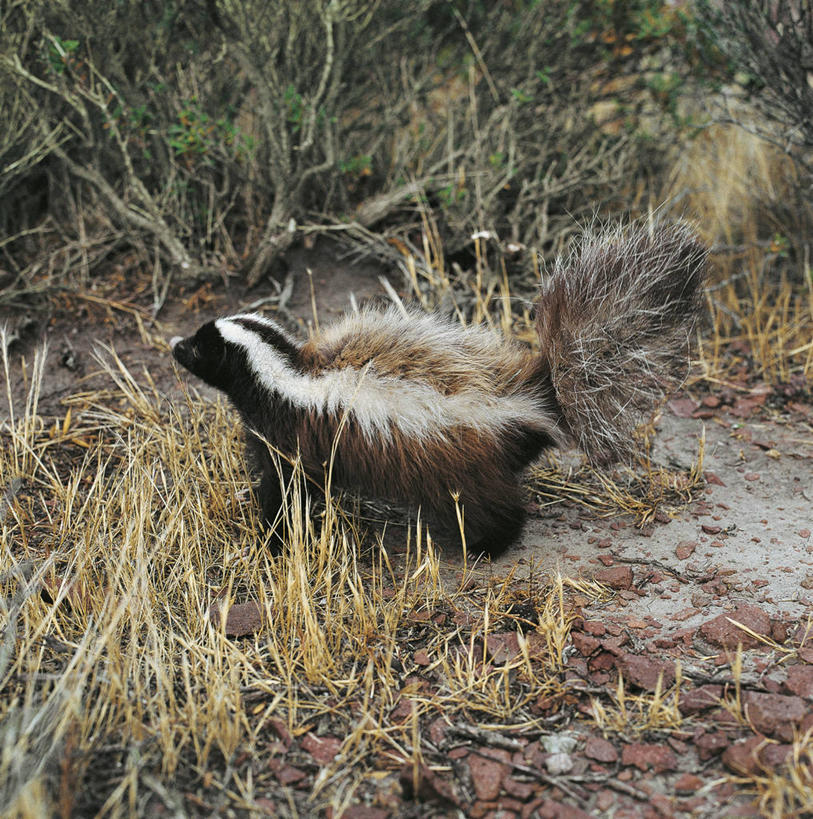 无人,站,竖图,方图,室外,白天,旅游,度假,美景,哺乳动物,野生动物,科学,景观,娱乐,草,自然,动物,享受,休闲,景色,放松,摄影,环境,生物学,自然风光,臭鼬,彩图,动物学