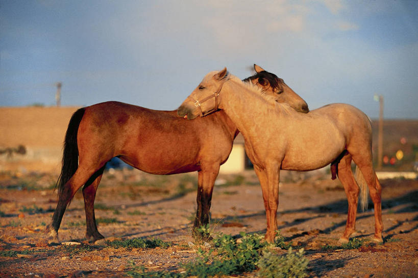 无人,横图,室外,白天,侧面,团队,哺乳动物,马,貘,野生动物,美国,连接,科学,一对,排列,自然,动物,两只,运输,摄影,牲畜,环境,生物学,亚利桑那,合伙,自然地理,彩图,动物行为,动物学