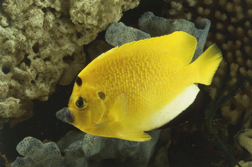 无人,横图,彩色,室外,白天,侧面,水下,野生动物,科学,鱼,珊瑚,鱼类,水族馆,自然,动物,摄影,五颜六色,鲈鱼,环境,色彩斑斓,生物学,五彩缤纷,蓝刺蝶鱼,五彩斑斓,花鲈,鲈板,鲈子鱼,五光十色,彩图,动物学