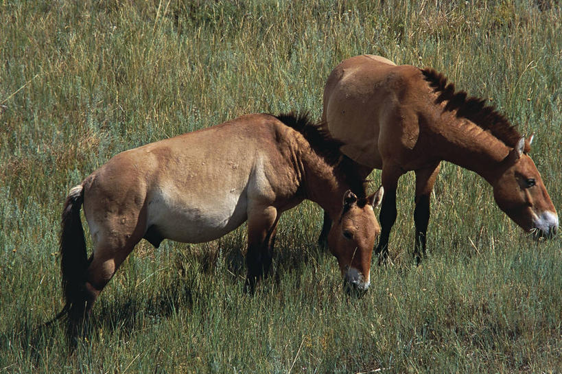 无人,横图,室外,白天,侧面,哺乳动物,马,貘,野生动物,蒙古,亚洲,科学,田地,草,自然,动物,两只,运输,摄影,牲畜,环境,生物学,国家公园,东亚,将军,喂养,自然地理,彩图,动物学,郊野公园