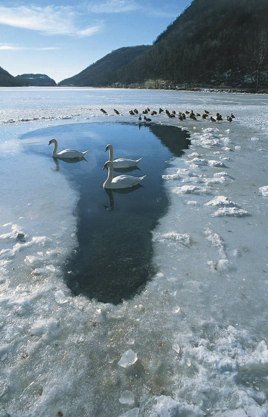 游泳,无人,码头,竖图,室外,白天,湖,美景,山,港口,野生动物,天鹅,科学,鸟类,景观,冬天,风景,自然,景色,寒冷,摄影,宁静,环境,生物学,疣鼻天鹅,自然风光,彩图,摆渡口,埠头,渡口,渡头,港湾,海港,货运码头,口岸,商港,动物学