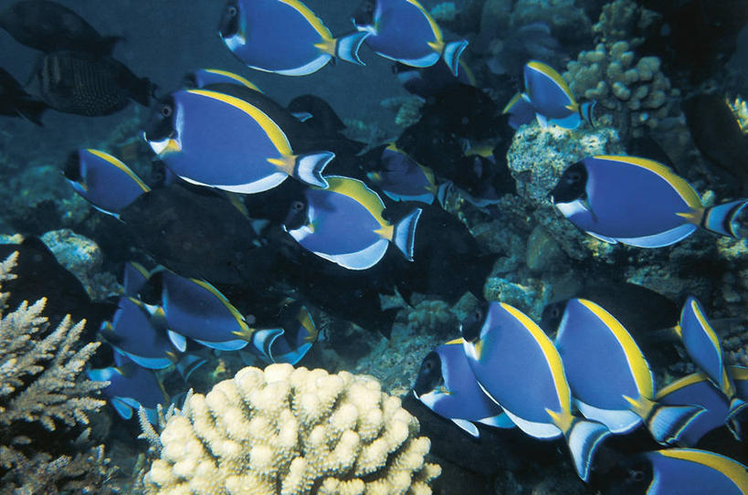 热带鱼,野生动物,一群,许多,科学,鱼,鱼群,珊瑚,很多,鱼类,海洋生物