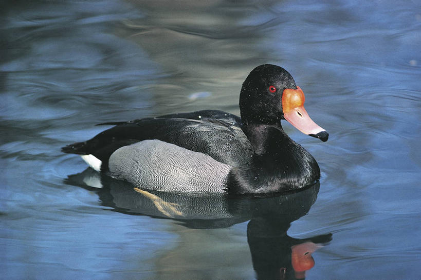 游泳,无人,横图,室外,白天,湖,野生动物,科学,鸟类,鸭子,池塘,自然,动物,摄影,环境,水禽,生物学,彩图,动物学