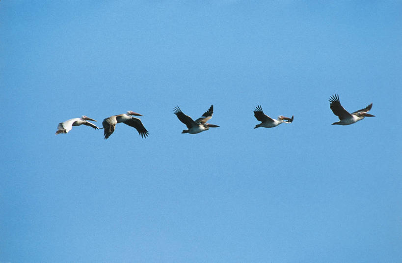 无人,横图,室外,白天,海鸟,野生动物,一排,许多,整齐,科学,鸟类,很多,飞,排列,天空,自然,摄影,五只,环境,生物学,队列,鹈鹕,万里无云,一致,彩图,动物学,编队飞行